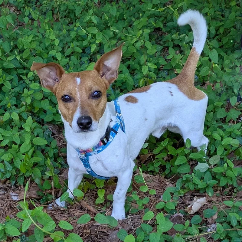 An adult small-sized male Yellow / Tan / Blond / Fawn Jack Russell Terrier dog named Rocky for adoption in Charlottesville, VA