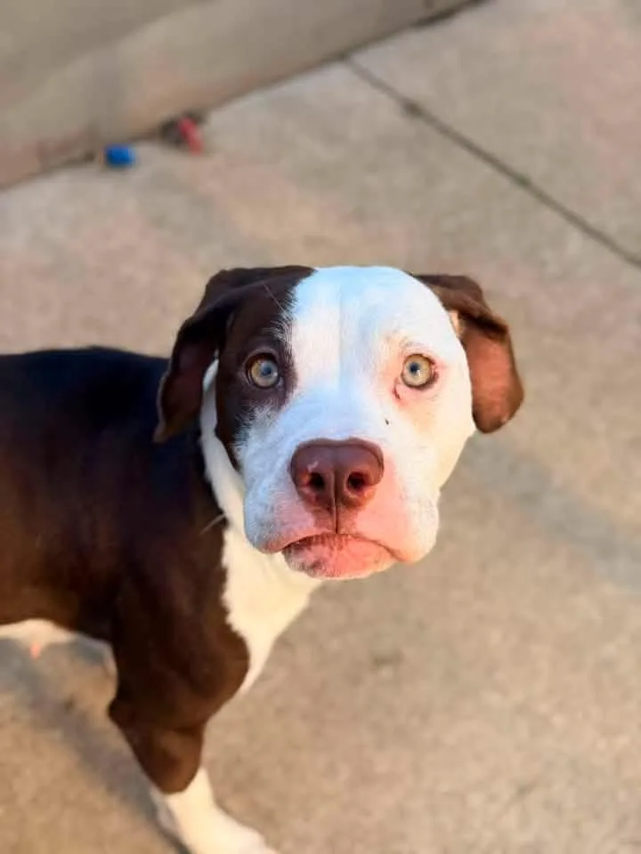 An adult medium-sized female Brown / Chocolate Pit Bull Terrier dog named Valenciana for adoption in Chicago, IL