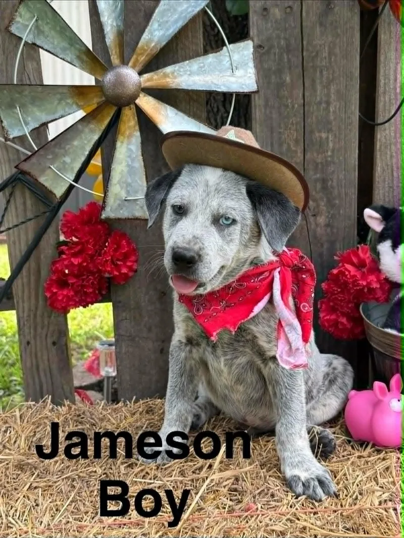 Jameson