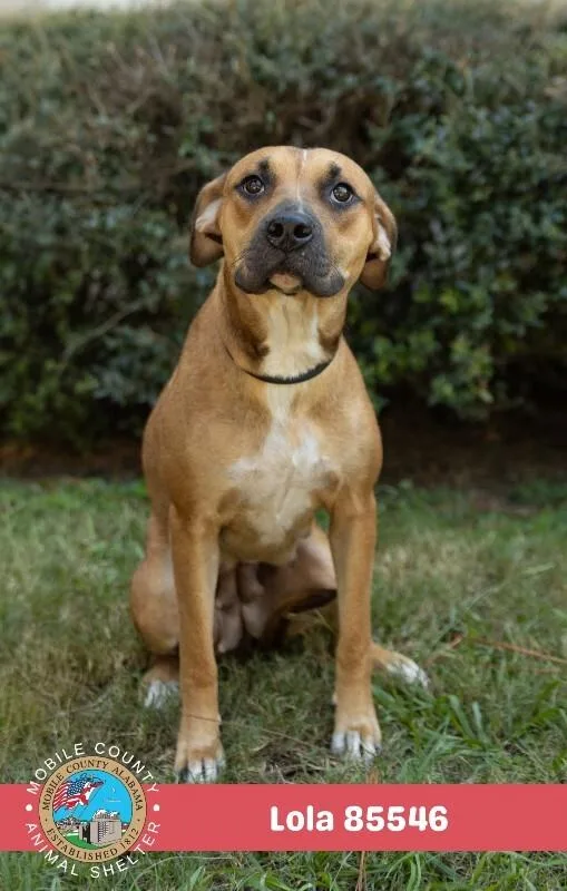 An adult medium-sized female Brown / Chocolate Black Mouth Cur dog named Lola for adoption in Mobile, AL
