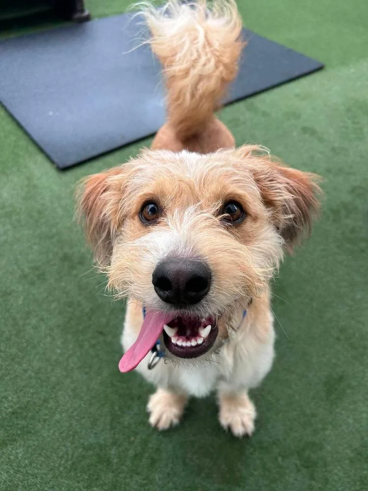 An adult medium-sized male Terrier dog named Bob Bruiser for adoption in Saugus, MA