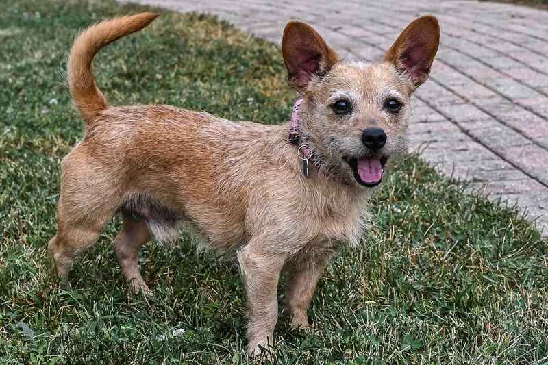 An adult small-sized male Terrier dog named Tex for adoption in Arlington Heights, IL