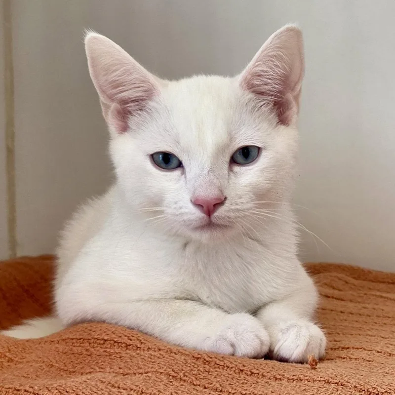 A baby small-sized male White Domestic Short Hair cat named Everett for adoption in Oakland, CA
