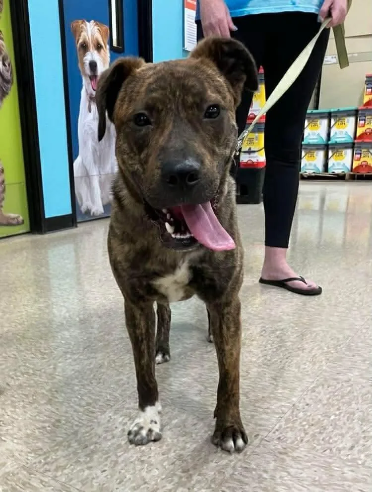 A young medium-sized male Brindle Pit Bull Terrier dog named Koda for adoption in Wenonah, NJ