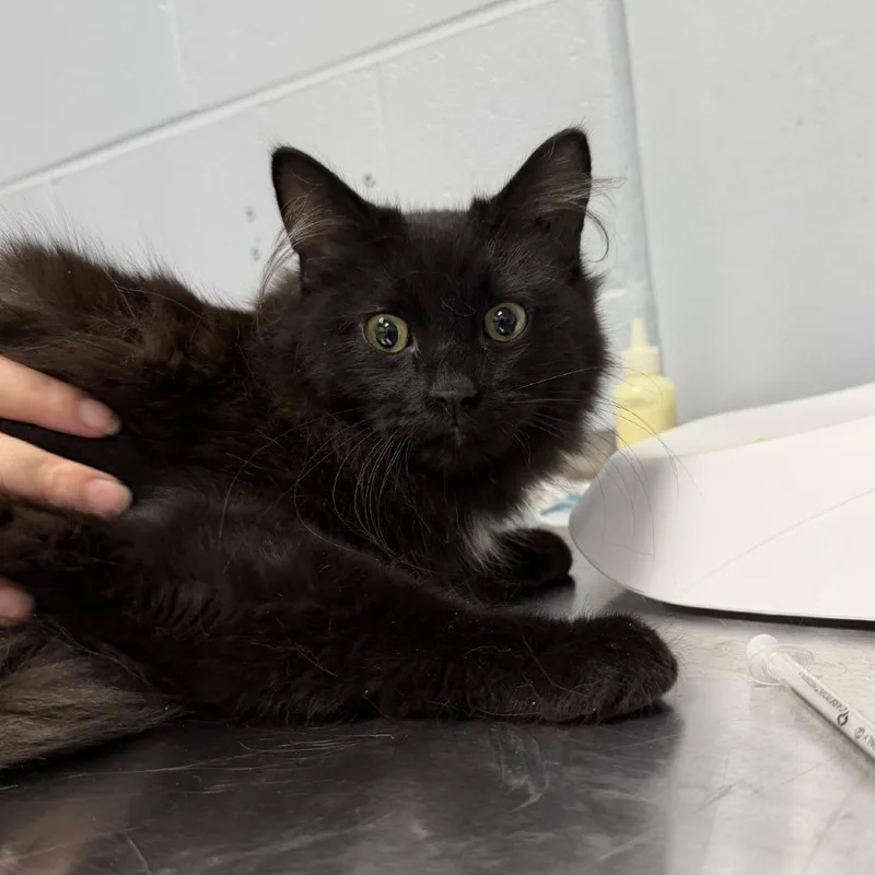 An adult medium-sized male Black Domestic Long Hair cat named Grimm for adoption in Indianapolis, IN