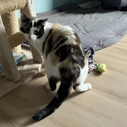 An adult medium-sized female Domestic Short Hair cat named Sassy for adoption in Lansing, MI
