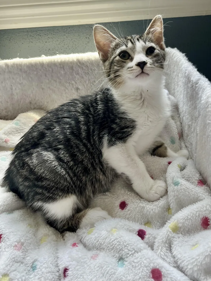 A baby medium-sized male Tabby (Gray / Blue / Silver) Domestic Short Hair cat named Forrest for adoption in Mount Juliet, TN