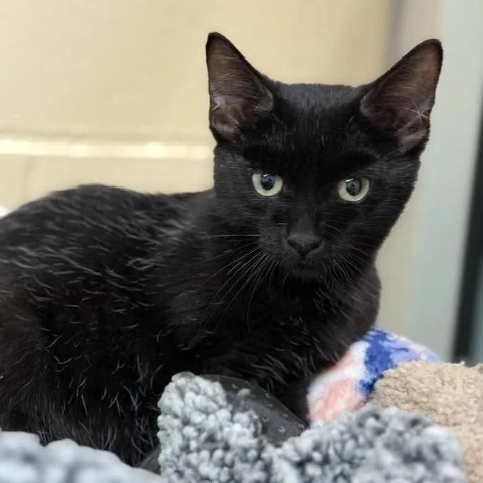 A baby medium-sized male Domestic Short Hair cat named Ricardo for adoption in Columbia, IL