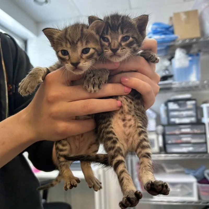 A baby small-sized female Brown / Chocolate Domestic Short Hair cat named Evans for adoption in Austin, TX