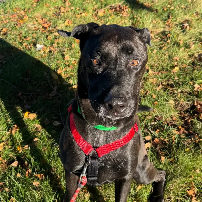 A senior large-sized male Black Mixed Breed dog named Mac for adoption in Naperville, IL