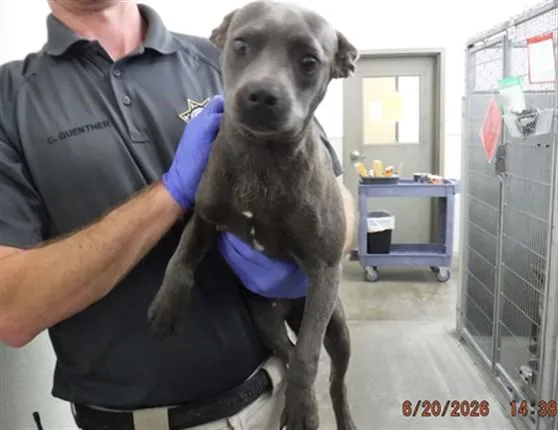 A young small-sized female Pit Bull Terrier dog named Smiley for adoption in Oroville, CA