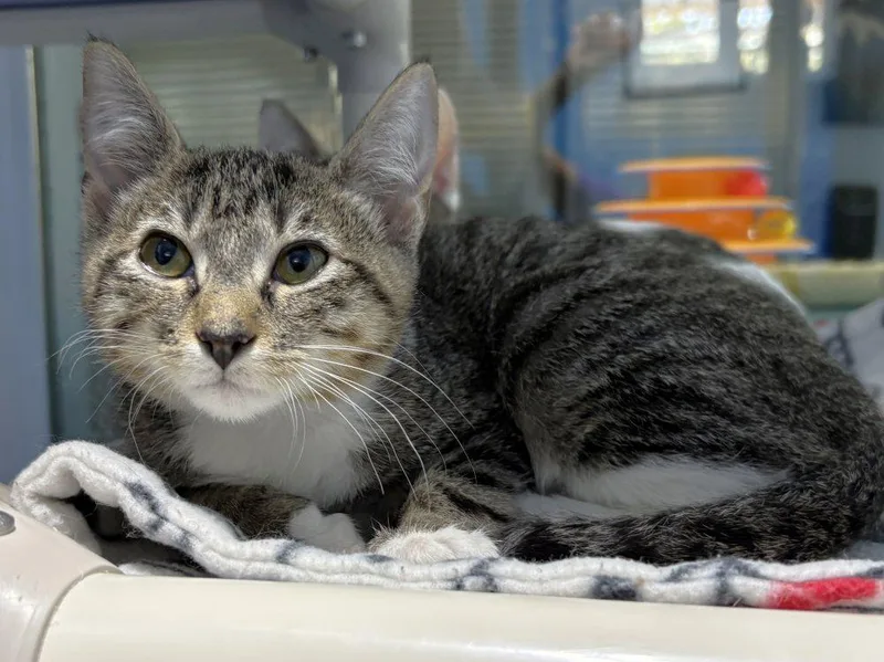 A baby medium-sized female Domestic Short Hair cat named Tomb Raider for adoption in Colorado Springs, CO