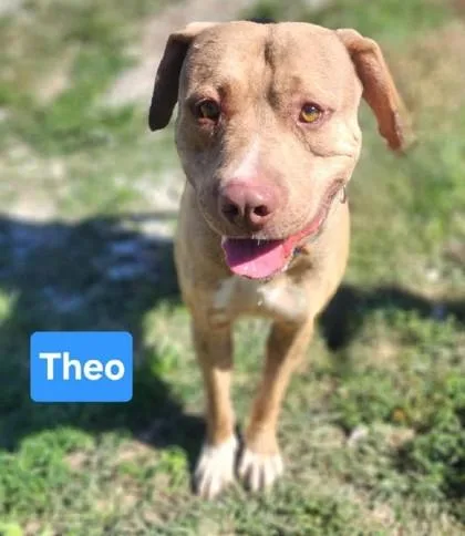 An adult large-sized male American Staffordshire Terrier dog named Theo for adoption in Clinton, MO