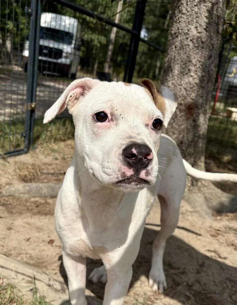 A young medium-sized female American Bulldog dog named Dori for adoption in Thompson, PA