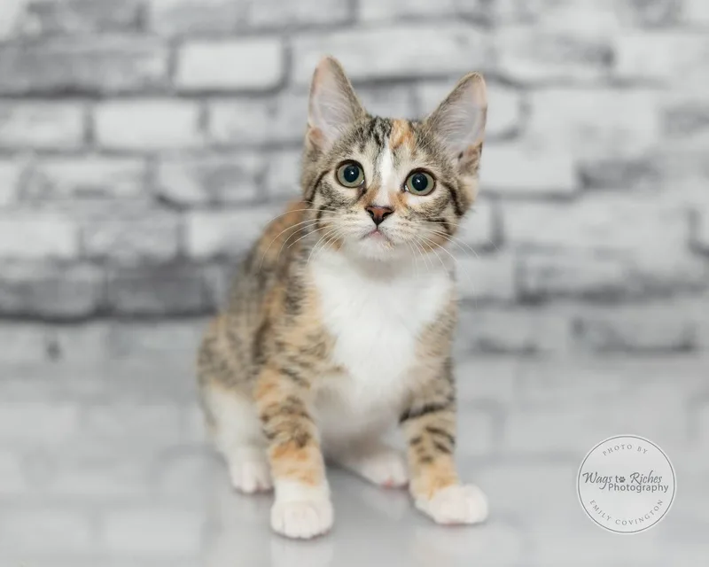A baby medium-sized female Orange & White Domestic Short Hair cat named Lily for adoption in Tuscaloosa, AL