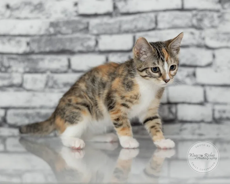 Lily thumbnail 3