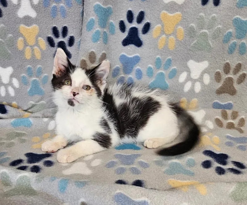 A baby small-sized male Domestic Short Hair cat named C.c. for adoption in Wabash, IN