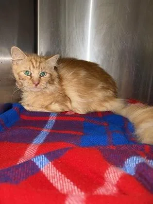 An adult medium-sized male Domestic Short Hair cat named Sammy for adoption in Independence, MO