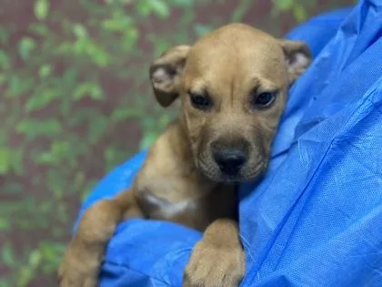 A young small-sized male Labrador Retriever dog named Smores for adoption in San Antonio, TX