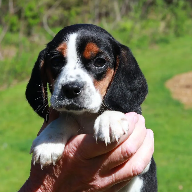 Ct Daisy thumbnail 2