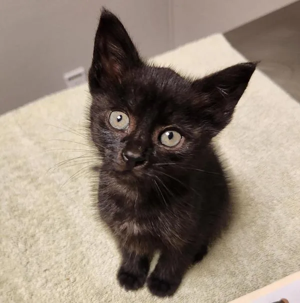 A baby medium-sized female Domestic Medium Hair cat named Shanti for adoption in Oakland, CA