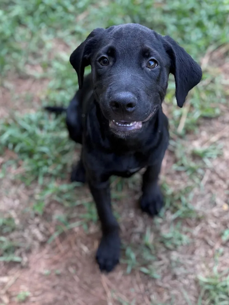 A young medium-sized male Black Labrador Retriever dog named Deputy for adoption in Summerdale, AL