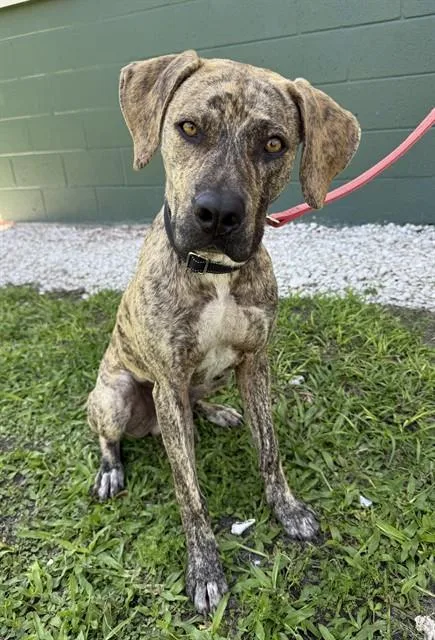A young large-sized male Plott Hound dog named Tiger for adoption in Naples, FL