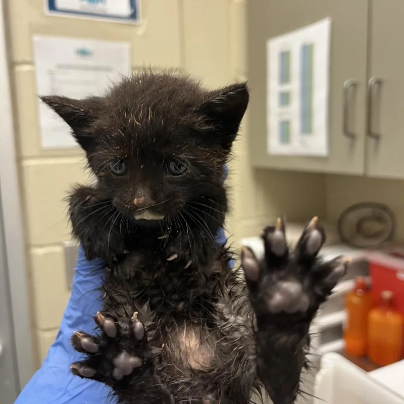 A baby small-sized male Gray / Blue / Silver Domestic Short Hair cat named Sandcastle for adoption in Columbus, GA