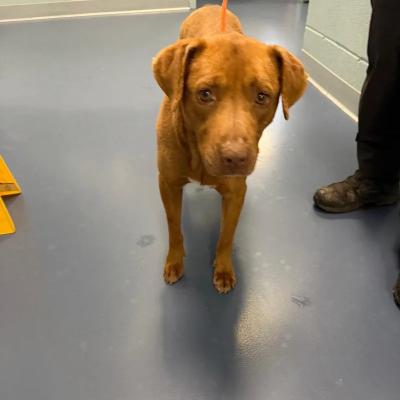 An adult medium-sized female Brown / Chocolate Husky dog named Rossie for adoption in Greensboro, NC