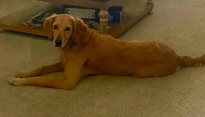A young large-sized female Golden Retriever dog named Briley for adoption in Kiowa, OK