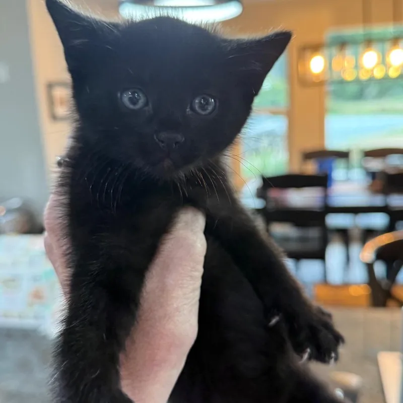A baby small-sized male Black Domestic Short Hair cat named Nox for adoption in Ferndale, WA