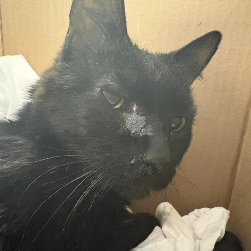 A senior medium-sized male Black Domestic Short Hair cat named Ralph for adoption in Pittsburgh, PA