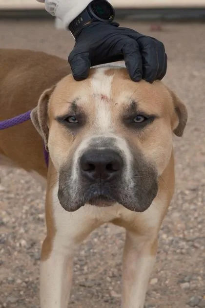 An adult medium-sized male Brown / Chocolate Pit Bull Terrier dog named Dumpling for adoption in El Paso, TX