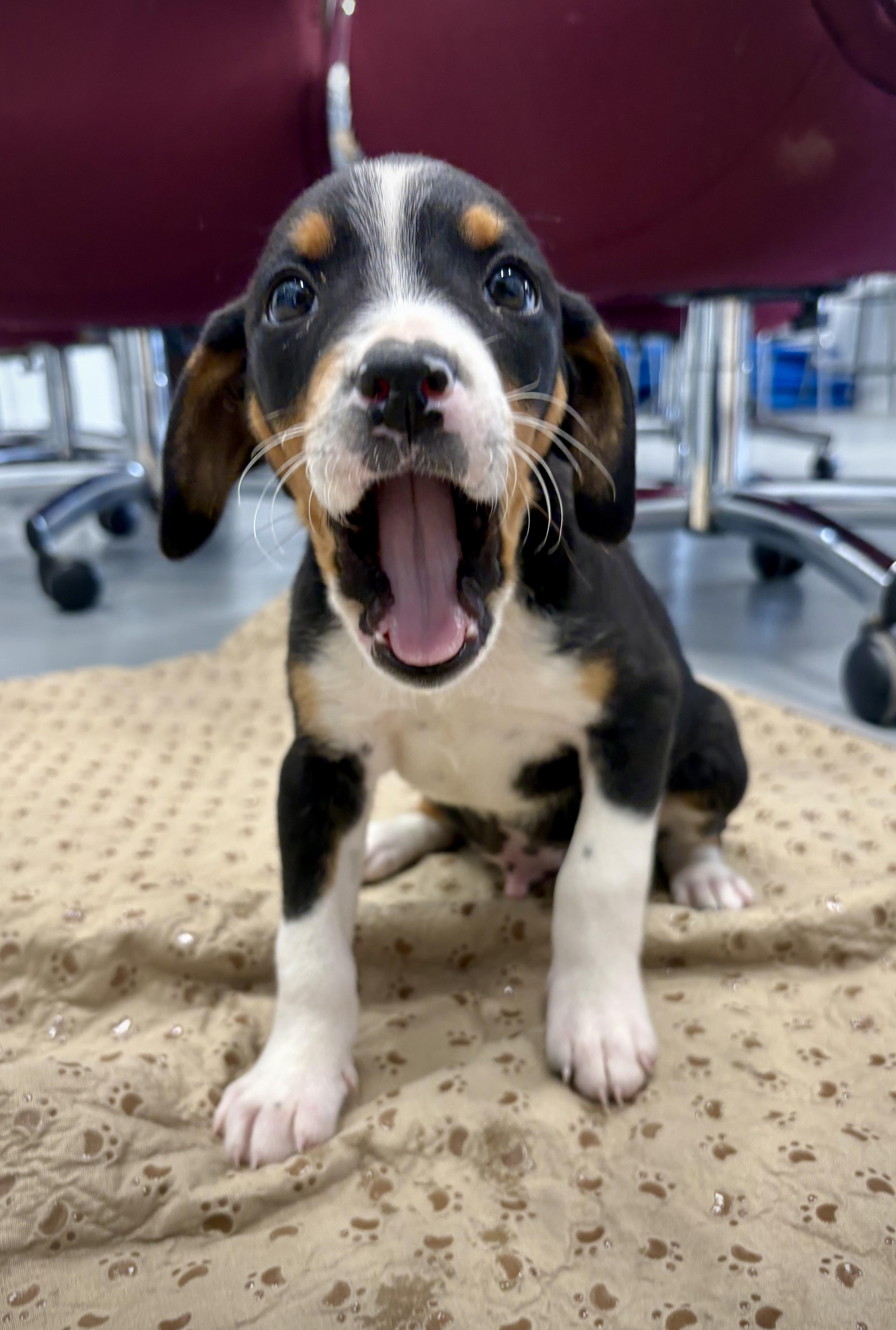 A baby medium-sized male Tricolor (Brown, Black, & White) Cattle Dog dog named Fizzy for adoption in Kalamazoo, MI