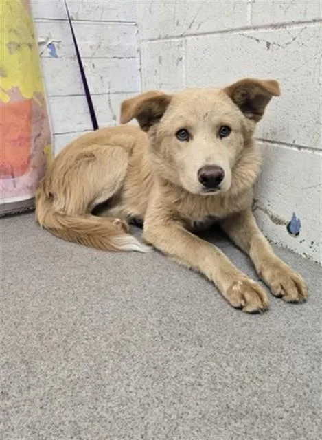 A young large-sized male German Shepherd Dog dog named Bryce for adoption in San Bernardino, CA