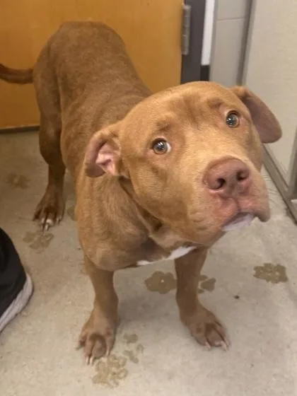 A young medium-sized male Pit Bull Terrier dog named Alfie for adoption in Cleveland, OH