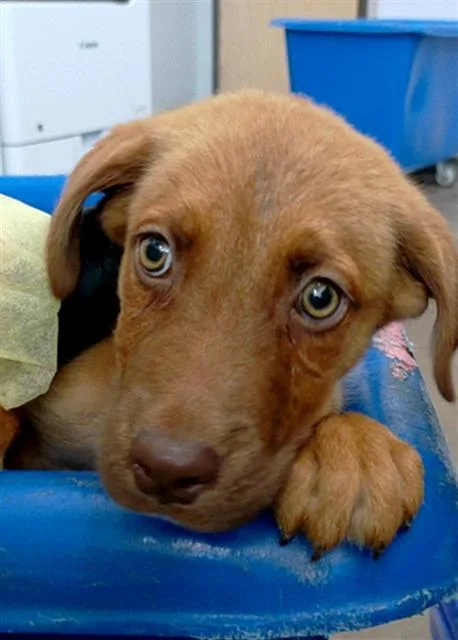 A baby large-sized male Mixed Breed dog named Sparky for adoption in Dallas, TX