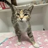An adult medium-sized female Tabby (Tiger Striped) Domestic Short Hair cat named Sweet Cheese for adoption in Hilliard, OH
