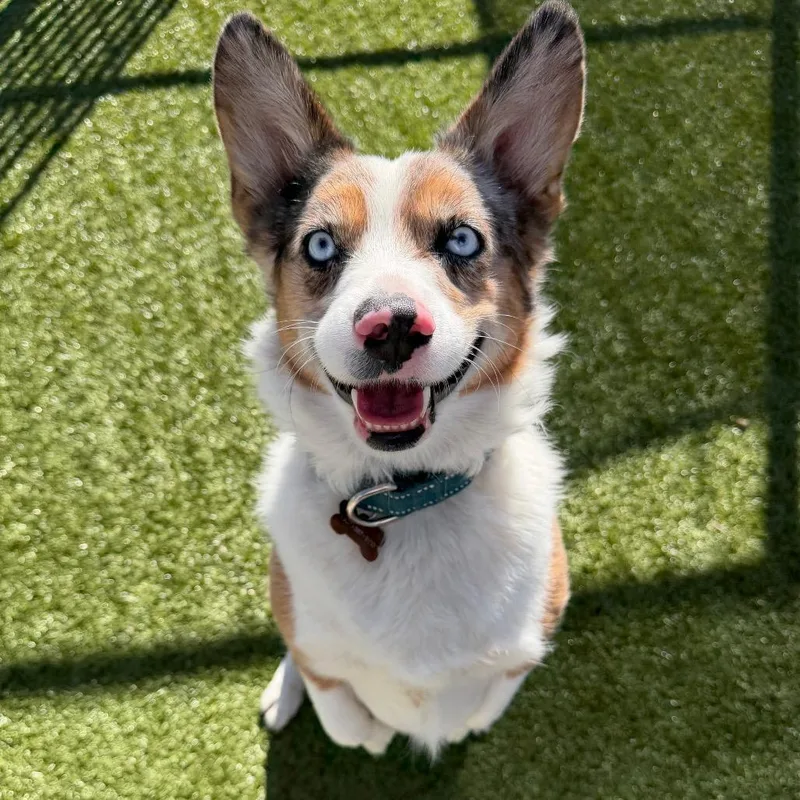 An adult medium-sized male Cardigan Welsh Corgi dog named Winston for adoption in Cody, WY