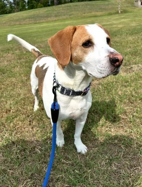 A senior small-sized male Basset Hound dog named Chunky for adoption in Fayetteville, AR