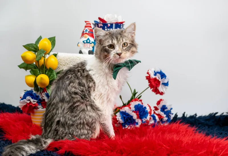 A young medium-sized male Tabby (Gray / Blue / Silver) Domestic Long Hair cat named Flicker for adoption in Sevierville, TN