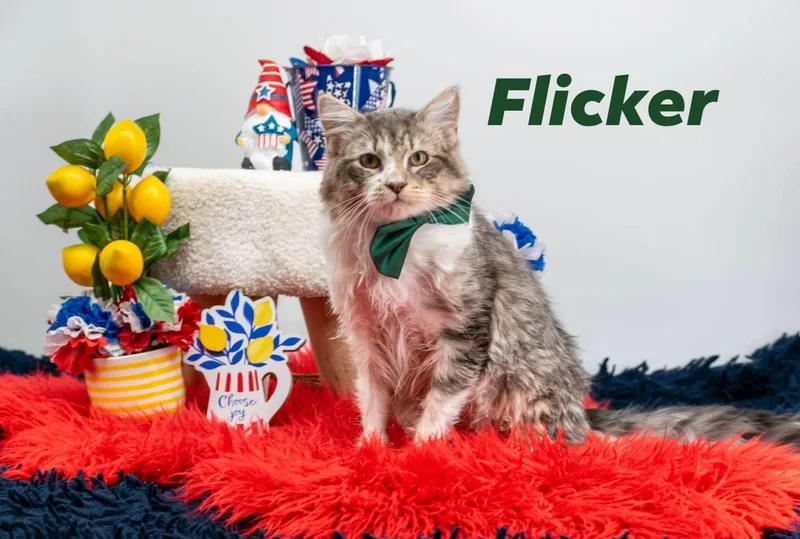 Flicker thumbnail 4