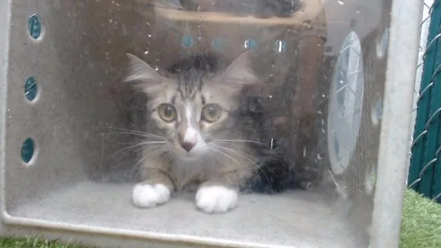 A young medium-sized female Domestic Long Hair cat named Angel for adoption in Downey, CA