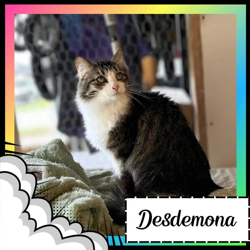 An adult medium-sized female Brown / Chocolate Domestic Long Hair cat named Desdemona for adoption in Suisun City, CA