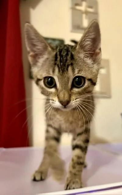 A baby medium-sized female Tabby (Buff / Tan / Fawn) Domestic Short Hair cat named Gracie for adoption in Houston, TX