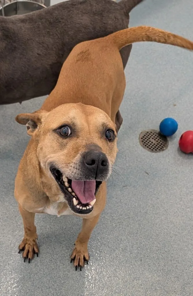 A baby medium-sized male Pit Bull Terrier dog named Rusty for adoption in Portland, IN