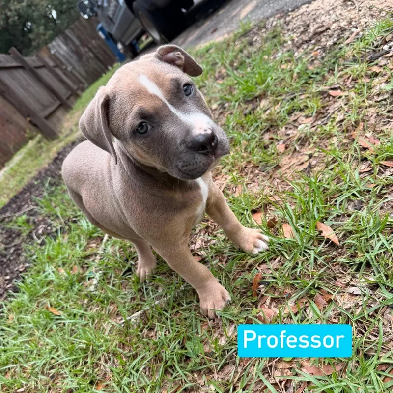 Professor