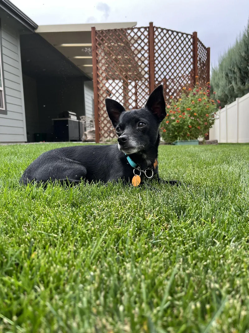 An adult small-sized male Chihuahua dog named Chong Coming Soon for adoption in Emmett, ID