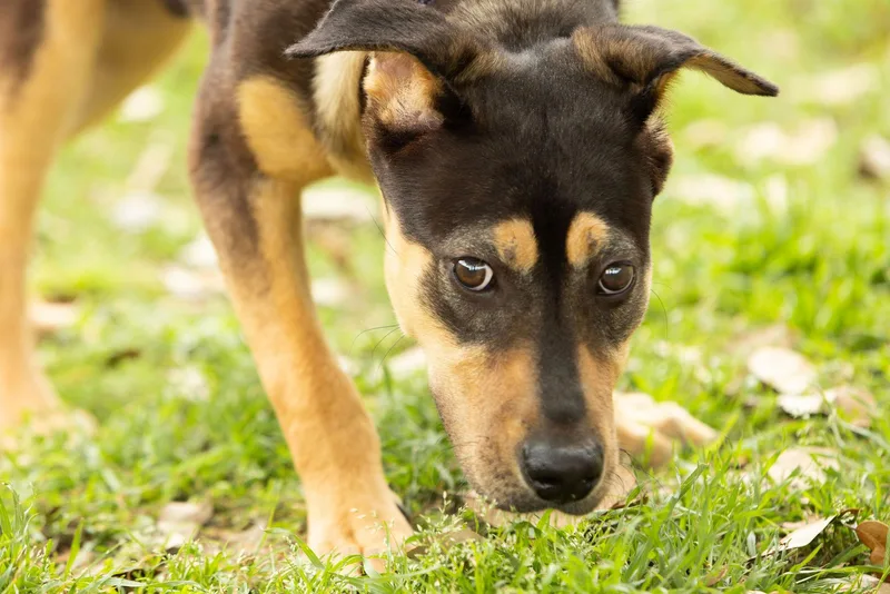 A young medium-sized male Hound dog named Sarge for adoption in Tomball, TX