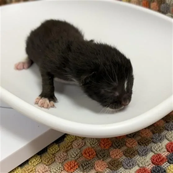 A baby medium-sized female Domestic Short Hair cat named Wanda for adoption in Rosenberg, TX